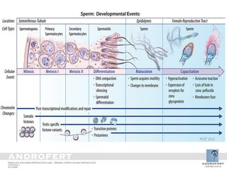 Sperm Condition Abnormal Semen Parameters: What doctors should know | PDF