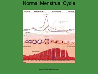 Normal Menstrual Cycle www.freelivedoctor.com 