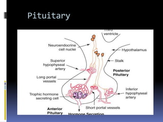 Pituitary
 