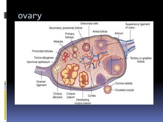 ovary
 