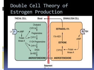 Double Cell Theory of
Estrogen Production
 