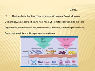  Besides lacto bacillus,other organisms in vaginal flora includes—
Bacteroids,Beta haemolytic and non haemlytic stretococci,Candida albicans,
Diptheroids,enterococci,E.coli,mobiluncus,M.hominis,Peptostreptococci spp,
Staph.epidermidis and Ureaplasma urealyticum.
Contd...
 