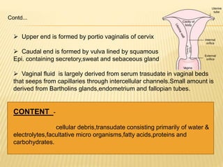  Upper end is formed by portio vaginalis of cervix
 Caudal end is formed by vulva lined by squamous
Epi. containing secretory,sweat and sebaceous gland
 Vaginal fluid is largely derived from serum trasudate in vaginal beds
that seeps from capillaries through intercellular channels.Small amount is
derived from Bartholins glands,endometrium and fallopian tubes.
CONTENT -
cellular debris,transudate consisting primarily of water &
electrolytes,facultative micro organisms,fatty acids,proteins and
carbohydrates.
Contd...
 