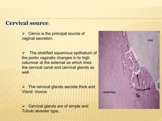 Cervical source:
 Cervix is the principal source of
vaginal secretion.
 The stratified squamous epithelium of
the portio vaginalis changes in to high
columnar at the external os which lines
the cervical canal and cervical glands as
well.
 The cervical glands secrete thick and
Viscid mucus
 Cervical glands are of simple and
Tubulo alveolar type..
 