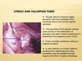 UTERUS AND FALLOPIAN TUBES
 Though uterus is lined by highly
secretory columnar epithelium,they
contribute less to the normal vaginal
secretion.
 The secretion of the glands undergo
cyclic activity in the elaboration of
glycogen and other nutritive substances in
preparation for pregnancy each month
 Tubes normally contribute nothing to
vaginal secretion.
 In rare instance of a hydro salphinx
resulting from salphingitis,the tubal
secretions may be expelled through
vagina,in the form of watery discharge.
 