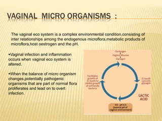 VAGINAL MICRO ORGANISMS :
The vaginal eco system is a complex environmental condition,consisting of
inter relationships among the endogenous microflora,metabolic products of
microflora,host oestrogen and the pH.
Vaginal infection and inflammation
occurs when vaginal eco system is
altered.
When the balance of micro organism
changes,potentially pathogenic
organisms that are part of normal flora
proliferates and lead on to overt
infection.
 