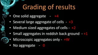 Grading of results
• One solid aggregate - +4
• Several large aggregate of cells - +3
• Medium sized aggregates of cells -...