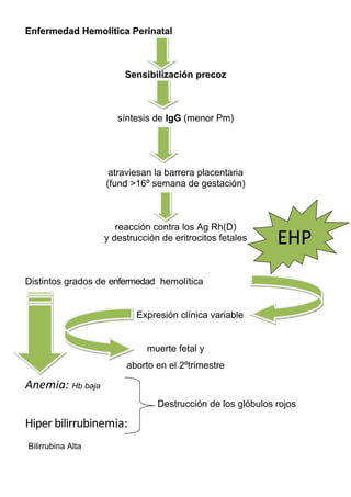 Enfermedad Hemolítica Perinatal



                        Sensibilización precoz



                      síntesis de IgG (menor Pm)




                    atraviesan la barrera placentaria
                   (fund >16º semana de gestación)



                      reacción contra los Ag Rh(D)
                   y destrucción de eritrocitos fetales     EHP
Distintos grados de enfermedad hemolítica


                           Expresión clínica variable


                             muerte fetal y
                        aborto en el 2ºtrimestre

Anemia: Hb baja
                                Destrucción de los glóbulos rojos

Hiper bilirrubinemia:
Bilirrubina Alta
 