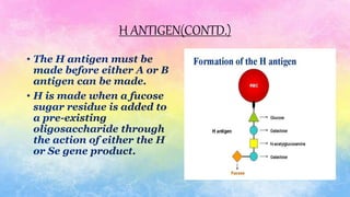 H ANTIGEN(CONTD.)