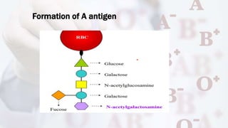 Formation of A antigen
 