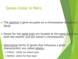 Genes Come in Pairs 
 The position a gene occupies on a chromosome is called a 
locus. 
 Genes for the same trait are located at the same locus on 
both the mother and the father’s chromosomes. 
 Alternative forms of genes that influence a given 
characteristic are called alleles. 
 Father: allele for brown eyes 
 Mother: allele for blue eyes 
 