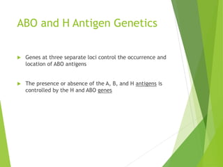 ABO and H Antigen Genetics 
 Genes at three separate loci control the occurrence and 
location of ABO antigens 
 The presence or absence of the A, B, and H antigens is 
controlled by the H and ABO genes 
 