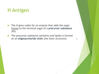 H Antigen 
 The H gene codes for an enzyme that adds the sugar 
fucose to the terminal sugar of a precursor substance 
(PS) 
 The precursor substance (proteins and lipids) is formed 
on an oligosaccharide chain (the basic structure) 
 