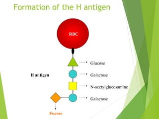 Formation of the H antigen 
Glucose 
Galactose 
N-acetylglucosamine 
Galactose 
H antigen 
RBC 
Fucose 
 