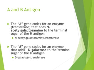 A and B Antigen 
 The “A” gene codes for an enzyme 
(transferase) that adds N-acetylgalactosamine 
to the terminal 
sugar of the H antigen 
 N-acetylgalactosaminyltransferase 
 The “B” gene codes for an enzyme 
that adds D-galactose to the terminal 
sugar of the H antigen 
 D-galactosyltransferase 
 