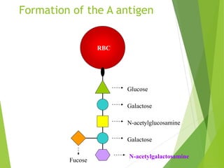 Formation of the A antigen 
Glucose 
Galactose 
N-acetylglucosamine 
Galactose 
RBC 
Fucose 
N-acetylgalactosamine 
 