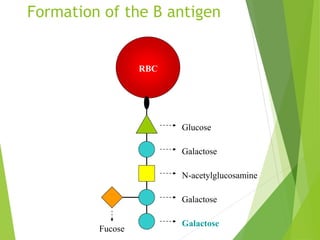 Formation of the B antigen 
Glucose 
Galactose 
N-acetylglucosamine 
Galactose 
RBC 
Fucose 
Galactose 
 