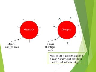 A A 
A A 
Group O Group A 
Many H 
antigen sites 
Fewer 
H antigen 
sites 
A 
Most of the H antigen sites in a 
Group A individual have been 
converted to the A antigen 
 