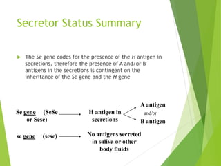Secretor Status Summary 
 The Se gene codes for the presence of the H antigen in 
secretions, therefore the presence of A and/or B 
antigens in the secretions is contingent on the 
inheritance of the Se gene and the H gene 
Se gene (SeSe 
or Sese) 
H antigen in 
secretions 
A antigen 
B antigen 
se gene (sese) No antigens secreted 
in saliva or other 
body fluids 
and/or 
 