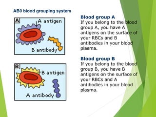 Blood group A 
If you belong to the blood 
group A, you have A 
antigens on the surface of 
your RBCs and B 
antibodies in your blood 
plasma. 
Blood group B 
If you belong to the blood 
group B, you have B 
antigens on the surface of 
your RBCs and A 
antibodies in your blood 
plasma. 
AB0 blood grouping system 
 