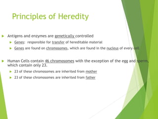 Principles of Heredity 
 Antigens and enzymes are genetically controlled 
 Genes: responsible for transfer of hereditable material 
 Genes are found on chromosomes, which are found in the nucleus of every cell 
 Human Cells contain 46 chromosomes with the exception of the egg and sperm, 
which contain only 23. 
 23 of these chromosomes are inherited from mother 
 23 of these chromosomes are inherited from father 
 