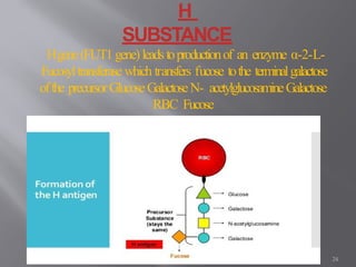 H singh 24
H
SUBSTANCE
Hgene(FUT1 gene)leadstoproductionof an enzyme α-2-L-
Fucosyltransferase which transfers fucose tothe terminalgalactose
ofthe precursorGlucoseGalactoseN- acetylglucosamineGalactose
RBC Fucose
 