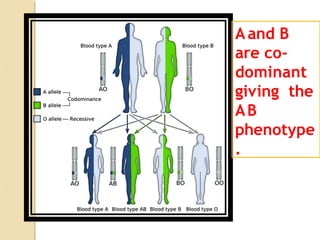 H singh 35
Aand B
are co-
dominant
giving the
AB
phenotype
.
 