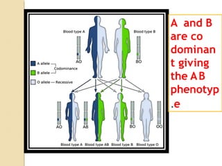 abobloodgroupsystem-170121130000.pptx