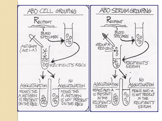 Abo blood group system | PPT