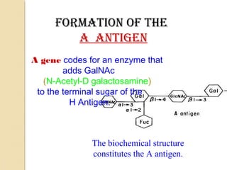 FormATioN oF THE
A ANTigEN
A gene codes for an enzyme that
adds GalNAc
(N-Acetyl-D galactosamine)
to the terminal sugar of the
H Antigen.
The biochemical structure
constitutes the A antigen.
 