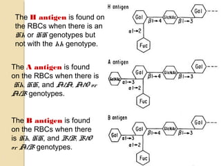 The H antigen is found on
the RBCs when there is an
Hh or HH genotypes but
not with the hh genotype.
The A antigen is found
on the RBCs when there is
Hh, HH, and A/A, A/O or
A/B genotypes.
The B antigen is found
on the RBCs when there
is Hh, HH, and B/B, B/O
or A/B genotypes.
 