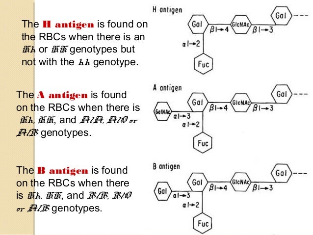 Abo Blood Group System