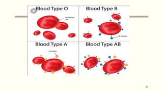 ABO blood group system | PPTX
