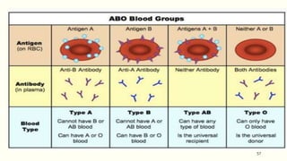 ABO blood group system | PPTX