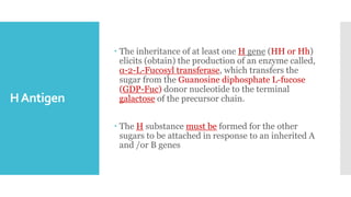 HAntigen
 The inheritance of at least one H gene (HH or Hh)
elicits (obtain) the production of an enzyme called,
α-2-L-Fucosyl transferase, which transfers the
sugar from the Guanosine diphosphate L-fucose
(GDP-Fuc) donor nucleotide to the terminal
galactose of the precursor chain.
 The H substance must be formed for the other
sugars to be attached in response to an inherited A
and /or B genes
 