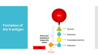 Formation of
the H antigen Glucose
Galactose
N-acetylglucosamine
Galactose
Precursor
Substance
(stays the
same)
RBC
H antigen
Fucose
 