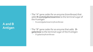A and B
Antigen
 The “A” gene codes for an enzyme (transferase) that
adds N-acetylgalactosamine to the terminal sugar of
the H antigen
 N-acetylgalactosaminyltransferase
 The “B” gene codes for an enzyme that adds D-
galactose to the terminal sugar of the H antigen
 D-galactosyltransferase
 
