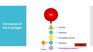 Formation of
theA antigen Glucose
Galactose
N-acetylglucosamine
Galactose
RBC
Fucose
N-acetylgalactosamine
A antigen
 