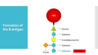 Formation of
the B antigen Glucose
Galactose
N-acetylglucosamine
Galactose
RBC
Fucose
Galactose B antigen
 