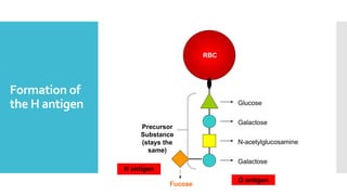 Formation of
the H antigen Glucose
Galactose
N-acetylglucosamine
Galactose
Precursor
Substance
(stays the
same)
RBC
H antigen
Fucose
O antigen
 