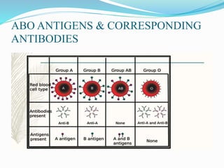ABO ANTIGENS & CORRESPONDING
ANTIBODIES
 