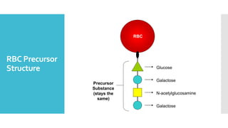 RBC Precursor
Structure Glucose
Galactose
N-acetylglucosamine
Galactose
Precursor
Substance
(stays the
same)
RBC
 