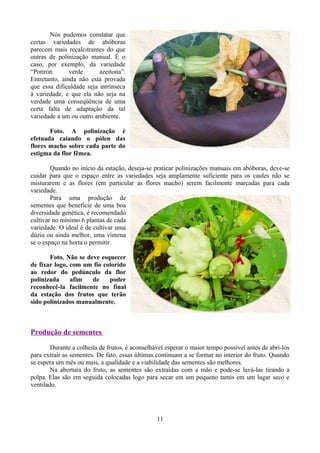 Nós pudemos constatar que
certas variedades de abóboras
parecem mais recalcitrantes do que
outras de polinização manual. É o
caso, por exemplo, da variedade
“Potiron verde azeitona”.
Entretanto, ainda não está provada
que essa dificuldade seja intrínseca
à variedade, e que ela não seja na
verdade uma conseqüência de uma
certa falta de adaptação da tal
variedade a um ou outro ambiente.
Foto. A polinização é
efetuada caiando o pólen das
flores macho sobre cada parte do
estigma da flor fêmea.
Quando no início da estação, deseja-se praticar polinizações manuais em abóboras, deve-se
cuidar para que o espaço entre as variedades seja amplamente suficiente para os caules não se
misturarem e as flores (em particular as flores macho) serem facilmente marcadas para cada
variedade.
Para uma produção de
sementes que beneficie de uma boa
diversidade genética, é recomendado
cultivar no mínimo 6 plantas de cada
variedade. O ideal é de cultivar uma
dúzia ou ainda melhor, uma vintena
se o espaço na horta o permitir.
Foto. Não se deve esquecer
de fixar logo, com um fio colorido
ao redor do pedúnculo da flor
polinizada afim de poder
reconhecê-la facilmente no final
da estação dos frutos que terão
sido polinizados manualmente.
Produção de sementes
Durante a colheita de frutos, é aconselhável esperar o maior tempo possível antes de abri-los
para extrair as sementes. De fato, essas últimas continuam a se formar no interior do fruto. Quando
se espera um mês ou mais, a qualidade e a viabilidade das sementes são melhores.
Na abertura do fruto, as sementes são extraídas com a mão e pode-se lavá-las tirando a
polpa. Elas são em seguida colocadas logo para secar em um pequeno tamis em um lugar seco e
ventilado.
11
 