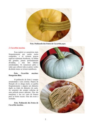 Foto. Pedúnculo dos frutos de Cucurbita pepo.
2. Cucurbita maxima.
Essa espécie se caracteriza mais
frequentemente por caules muito
compridos, e só existem poucas
espécies realmente brenhosas. As folhas
são grandes, jamais profundamente
divididas, e elas têm lóbulos
arredondados. Os numerosos pêlos e
rudes que cobrem toda as partes verdes
da planta nunca se tornam espinhosos.
Foto. Cucurbita maxima:
Hungarian Blue.
O pedúnculo do fruto é sempre
arredondado e sem costelas. Depois da
floração ele se alarga muito, se quebra
freqüentemente e adquire um diâmetro
duplo ou triplo do diâmetro do caule.
As sementes são sempre cobertas de
uma película pouco aderente. Elas são
marginais e sua cor varia do branco
puro ao bistre escuro. Elas são ovais e
inchadas.
Foto. Pedúnculo dos frutos de
Cucurbita maxima.
2
 