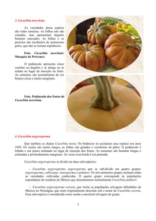3. Cucurbita moschata.
As variedades dessa espécie
são todas rasteiras. As folhas não são
cortadas, mas apresentam ângulos
bastante marcados. As folhas e os
pecíolos são recobertos de numerosos
pelos, que não se tornam espinhosos.
Foto. Cucurbita moschata:
Musquée de Provence.
O pedúnculo apresenta cinco
costelas ou ângulos e se alarga ou se
achata no lugar da inserção no fruto.
As sementes são normalmente de cor
branco-cinza e muito marginais.
Foto. Pedúnculo dos frutos de
Cucurbita moschata.
4. Cucurbita argyrosperma.
Que também se chama Cucurbita mixta. Os botânicos só aceitaram essa espécie nos anos
1930. Os caules são muito longos, as folhas são grandes e recobertas de pêlos. O pedúnculo é
lobado e um pouco achatado no lugar de inserção dos frutos. As sementes são bastante longas e
achatadas e profundamente marginais. Às vezes essa borda é cor prateada.
Cucurbita argyrosperma se divide em duas sub-espécies:
- Cucurbita argyrosperma argyrosperma que se sub-divide em quatro grupos:
argyrosperma, callicarpa, stenosperma e palmieri. Os três primeiros grupos incluem todas
as variedades cultivadas conhecidas. O quarto grupo corresponde às populações
espontâneas do nordeste do México que denominamos normalmente Cucurbita palmieri.
- Cucurbita argyrosperma sororia, que inclui as populações selvagens difundidas do
México ao Nicarágua, que eram originalmente descritas sob o nome de Cucurbita sororia.
Essa sub-espécie é considerada como sendo o ancestral selvagem do grupo.
3
 