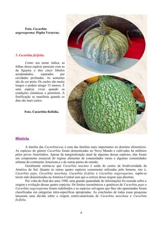Foto. Cucurbita
argyrosperma: Pépita Veracruz.
5. Cucúrbita ficifolia.
Como seu nome indica, as
folhas dessa espécie parecem com as
da figueira e têm cinco lóbulos
arredondados, separados por
cavidades profundas. As sementes
são de cor preta. Os caules são muito
longos e podem atingir 15 metros. É
uma espécie vivaz quando as
condições climáticas o permitem. A
frutificação se manifesta quando os
dias são mais curtos.
Foto. Cucurbita ficifolia.
História
A família das Cucurbitáceas é uma das famílias mais importantes no domínio alimentício.
As espécies do gênero Cucurbita foram domesticadas no Novo Mundo e cultivadas há milênios
pelos povos Ameríndios. Apesar da marginalização atual de algumas dessas espécies, elas foram
um componente essencial do regime alimentar de comunidades rurais e algumas comunidades
urbanas do continente American,o e de outras partes do mundo.
Geralmente estima-se que Cucurbita maxima é saída do centro de biodiversidade da
América do Sul. Quanto às outras quatro espécies comumente utilizadas pelo homem, isto é,
Cucurbita pepo, Cucurbita moschata, Cucurbita ficifolia e Cucurbita argyrosperma, supõe-se
terem sido domesticadas na América Central sem que a certeza dessa origem seja absoluta.
Por volta do final dos anos 1980, uma grande quantidade de informações foi reunida sobre a
origem e evolução dessas quatro espécies. Os limites taxonômicos e genéticos de Cucurbita pepo e
Cucurbita argyrosperma foram redefinidos e as espécies selvagens que lhes são aparentadas foram
classificadas em categorias intra-específicas apropriadas. As conclusões de todas essas pesquisas
lançaram uma dúvida sobre a origem centro-americana de Cucurbita moschata e Cucurbita
ficifolia.
4
 