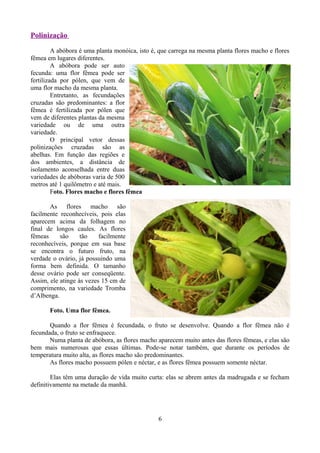 Polinização
A abóbora é uma planta monóica, isto é, que carrega na mesma planta flores macho e flores
fêmea em lugares diferentes.
A abóbora pode ser auto
fecunda: uma flor fêmea pode ser
fertilizada por pólen, que vem de
uma flor macho da mesma planta.
Entretanto, as fecundações
cruzadas são predominantes: a flor
fêmea é fertilizada por pólen que
vem de diferentes plantas da mesma
variedade ou de uma outra
variedade.
O principal vetor dessas
polinizações cruzadas são as
abelhas. Em função das regiões e
dos ambientes, a distância de
isolamento aconselhada entre duas
variedades de abóboras varia de 500
metros até 1 quilômetro e até mais.
Foto. Flores macho e flores fêmea
As flores macho são
facilmente reconhecíveis, pois elas
aparecem acima da folhagem no
final de longos caules. As flores
fêmeas são tão facilmente
reconhecíveis, porque em sua base
se encontra o futuro fruto, na
verdade o ovário, já possuindo uma
forma bem definida. O tamanho
desse ovário pode ser conseqüente.
Assim, ele atinge às vezes 15 cm de
comprimento, na variedade Tromba
d’Albenga.
Foto. Uma flor fêmea.
Quando a flor fêmea é fecundada, o fruto se desenvolve. Quando a flor fêmea não é
fecundada, o fruto se enfraquece.
Numa planta de abóbora, as flores macho aparecem muito antes das flores fêmeas, e elas são
bem mais numerosas que essas últimas. Pode-se notar também, que durante os períodos de
temperatura muito alta, as flores macho são predominantes.
As flores macho possuem pólen e néctar, e as flores fêmea possuem somente néctar.
Elas têm uma duração de vida muito curta: elas se abrem antes da madrugada e se fecham
definitivamente na metade da manhã.
6
 