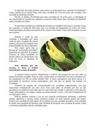 O agricultor não pode produzir, pelo menos em polinização livre, sementes de abobrinhas
verdes, quando há na mesma horta uma outra variedade de Cucurbita pepo, por exemplo, uma
variedade de abobrinha amarela.
De fato, as abelhas vão hibridar essas duas variedades de Cucurbita pepo, e a hibridação só
será manifestada no segundo ano, quando as sementes saídas dessas duas variedades de abobrinha
serão colocadas em cultura.
É importante entender que a hibridação acontece no verdadeiro fruto que é a semente. O que
nós comemos, é a polpa do falso fruto, que é na verdade um alargamento do ovário. Os óvulos
foram fecundados por pólen transmitido da flor macho a flor fêmea. Cada óvulo fecundado se torna
uma semente.
Quando o óvulo de uma
variedade é fecundado por pólen
vindo de outra variedade (da mesma
espécie), ele gera uma semente cujas
potencialidades são muito diferentes.
Nós vamos agora citar as
técnicas de “polinização controlada”,
permitindo ao agricultor de produzir
sementes de várias variedades da
mesma espécie na mesma horta sem
levar em conta as distâncias de
isolamento.
Foto. Deixadas por elas
mesmas, as flores se fecham
naturalmente no meio da manhã.
A primeira técnica consiste simplesmente a cultivar sob proteção de um véu, todas as
plantas da mesma variedade. Pode-se assim, confeccionar um mini-túnel com arcos recobertos por
um mosquiteiro em filó ou malha metálica fina. A única contingência real dessa técnica é a
necessidade de introduzir insetos polinizadores, pois sem eles, as plantas não poderão ser
fecundadas.
Colméias de zangões são comercializadas por sociedades especializadas, mas elas
representam evidentemente um certo custo. Esse custo pode ser dividido por dois ou três
agricultores na medida em que basta que um mini túnel seja visitado a cada dois ou três dias por
insetos polinizadores. Os zangões entram na colméia durante a noite, e fica fácil transportá-los de
um lugar para o outro.
Pode-se também otimizar o uso de tais colméias (normalmente destinadas a polinizar
grandes superfícies e durante muitas sementes) criando um túnel bastante grande que poderá
acolher uma variedade de cada espécie de Cucurbita com uma variedade de pepino, uma variedade
de melão, uma variedade de melancia, uma variedade de berinjela, uma variedade de quiabo. Todas
as sementes produzidas serão de variedades puras.
8
 