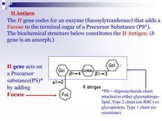 H gene acts on
a Precursor
substance(PS)*
by adding
Fucose
H Antigen
*PS = oligosaccharide chain
attached to either glycosphingo-
lipid, Type 2 chain (on RBC) or
glycoprotein, Type 1 chain (in
secretions)
The H gene codes for an enzyme (fucosylytranferase) that adds a
Fucose to the terminal sugar of a Precursor Substance (PS*).
The biochemical structure below constitutes the H Antigen. (h
gene is an amorph.)
 