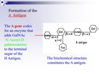Formation of the
A Antigen
The A gene codes
for an enzyme that
adds GalNAc
(N-Acetyl-D
galactosamine)
to the terminal
sugar of the
H Antigen. The biochemical structure
constitutes the A antigen.
 
